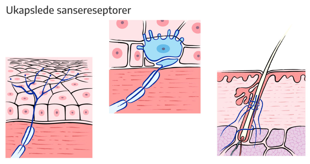 Fig.2 Ukapslede sansereseptorer
Figuren viser tre eksempler på hvordan frie eller ukapslede nerveender er koplet til sanseapparatet vårt. Frie nerveender ligger i ulike vev som huden (øverst) og er spesialiserte til å reagere på temperatur, smerte, kjemikalier (syre) etc. Ukapslede nerveceller er også tilkoplet ulike spesialiserte strukturer som Merkelskivene (midten). Disse ligger i hudens epidermis og reagerer på lett berøring/trykk. Frie nerver kveiler seg også rundt hårsekker i huden (nederst) og registrerer berøring.